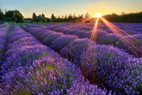 Image%20result%20for%20beautiful%20sunrise%20at%20wild%20meadow