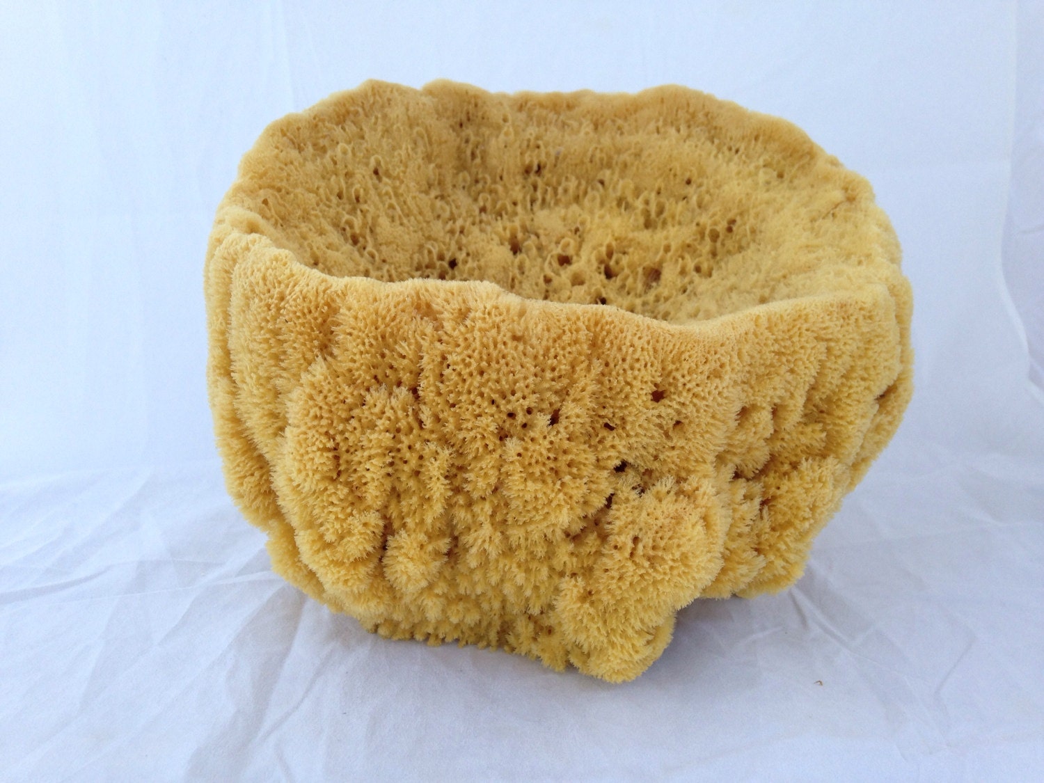 Curio Sea Sponge Vase