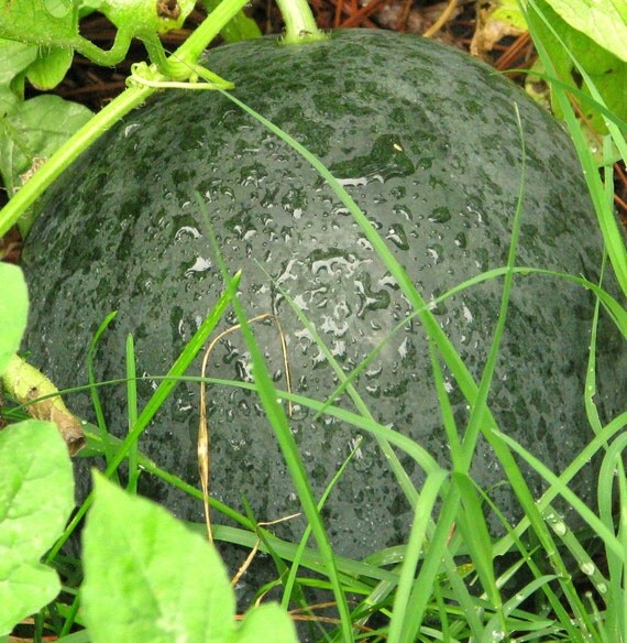 babies sugar watermelon Baby  Seeds Dark  and Red Organic Sugar  Watermelon Flesh Heirloom