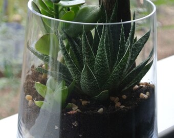 Jaded Greenes Terrarium - Succulent Terrarium, Home and Living, Gift, Plant, Living Home Decor, Glass