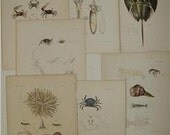 7 Mollusk Shell Engraving Zoology Of New York  1843 PL1,5,6,7,8,11,37