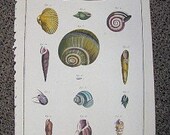 Large Antique Shell Print Lamarck Histoire Naturelle Coquille Engraving PL LVX