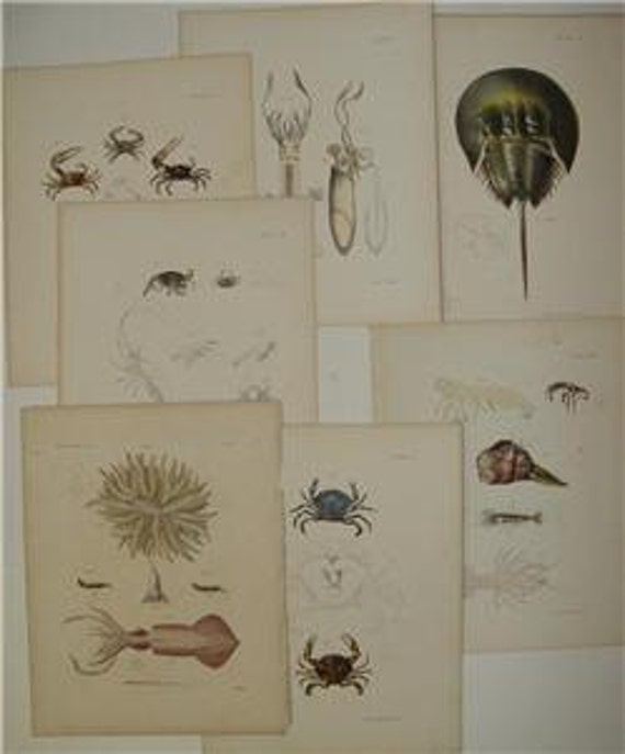7 Mollusk Shell Engraving Zoology Of New York  1843 PL1,5,6,7,8,11,37