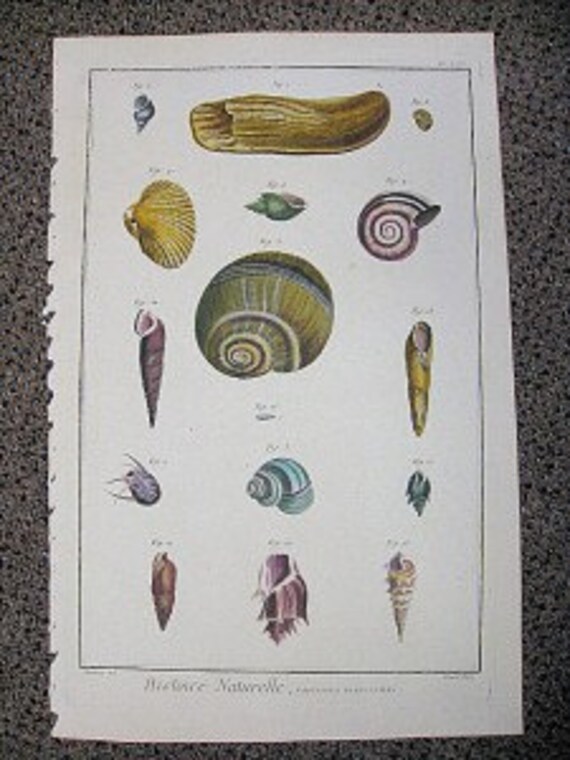 Large Antique Shell Print Lamarck Histoire Naturelle Coquille Engraving PL LVX