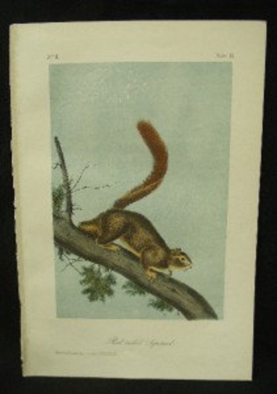 Audubon Quadruped Red Tailed Squirrel 1854 Antique Print Stone Lithograph