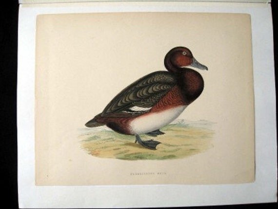 Beverly Morris British Game Birds Ferruginous Duck Dates to 1885 Antique Print