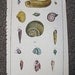 Large Antique Shell Print Lamarck Histoire Naturelle Coquille Engraving PL LVX