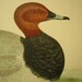 Beverly Morris British Game Birds Pochard Duck 1855