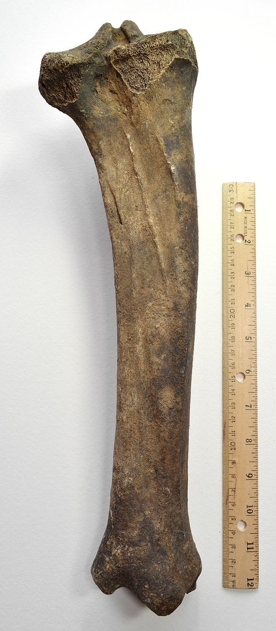 FOSSIL BISON BONE Bison Antiquus Ancient by TheCoyoteWoman