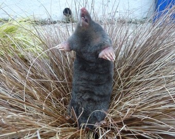 A soft taxidermy mole.