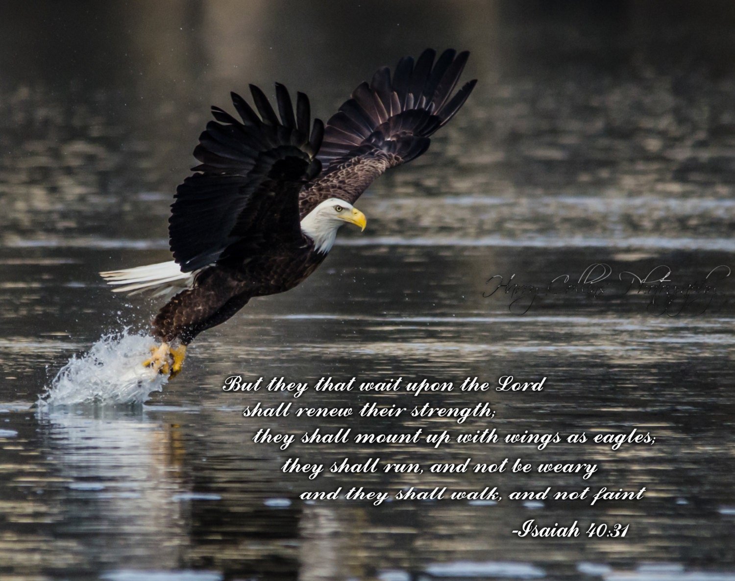 Eagle-Isaiah 40:31 Bible Verse Picture