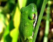 Tree Frog - Photo Magnet