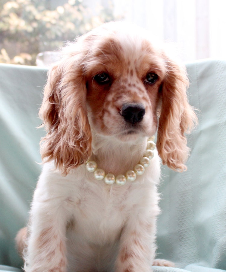 Pearl Necklace Collar For Dogs Images