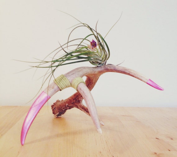 Air Plant Tillandsia Antler Terrarium by westautumn on Etsy