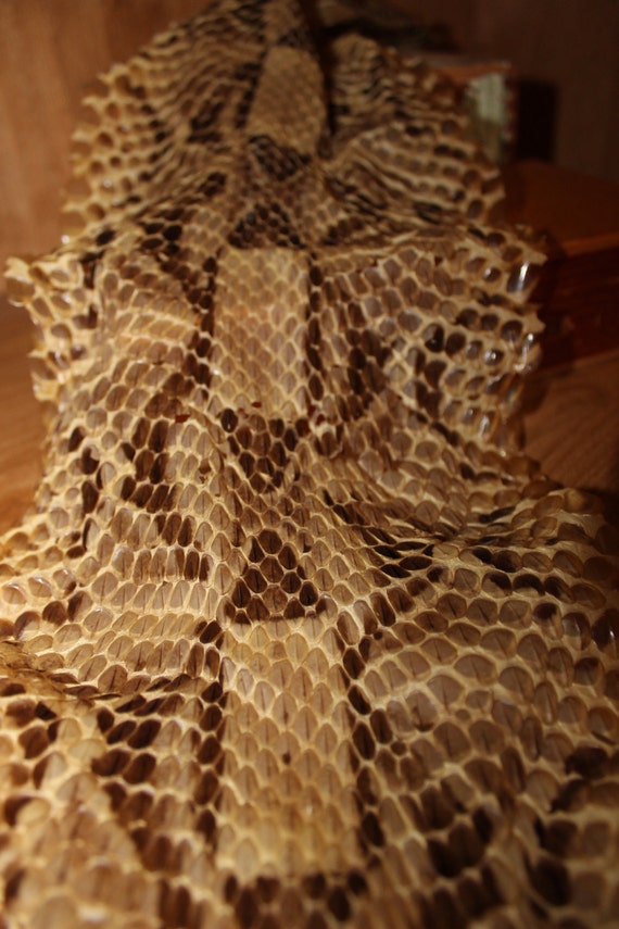 Gaboon Viper Snake Shed Skin Prepared for Mounting 34