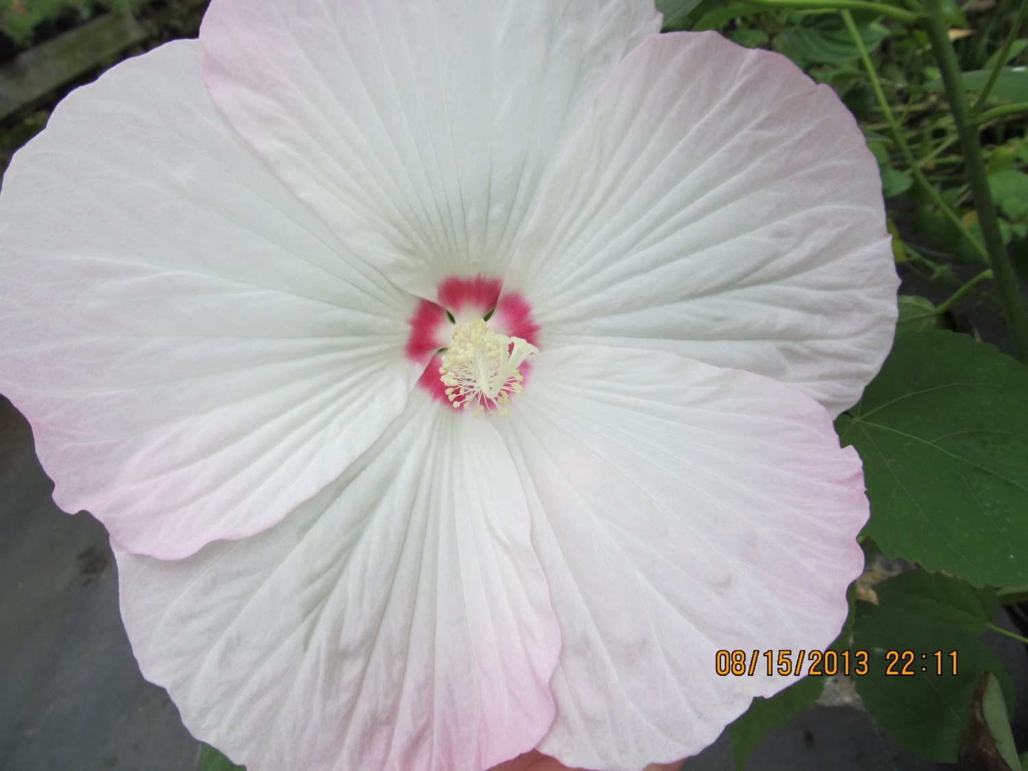 Hardy Dinner Plate Hibiscus Luna White Rose Mallow
