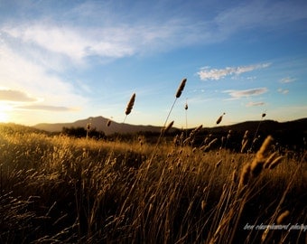 Sunset Field. Colour landscape photography art print.
