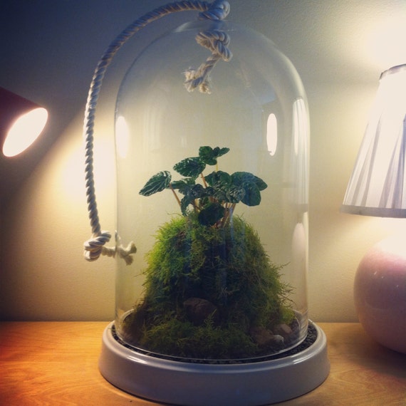 Very Elegant Cloche Glass Terrarium By Terrariumlaboratory On Etsy