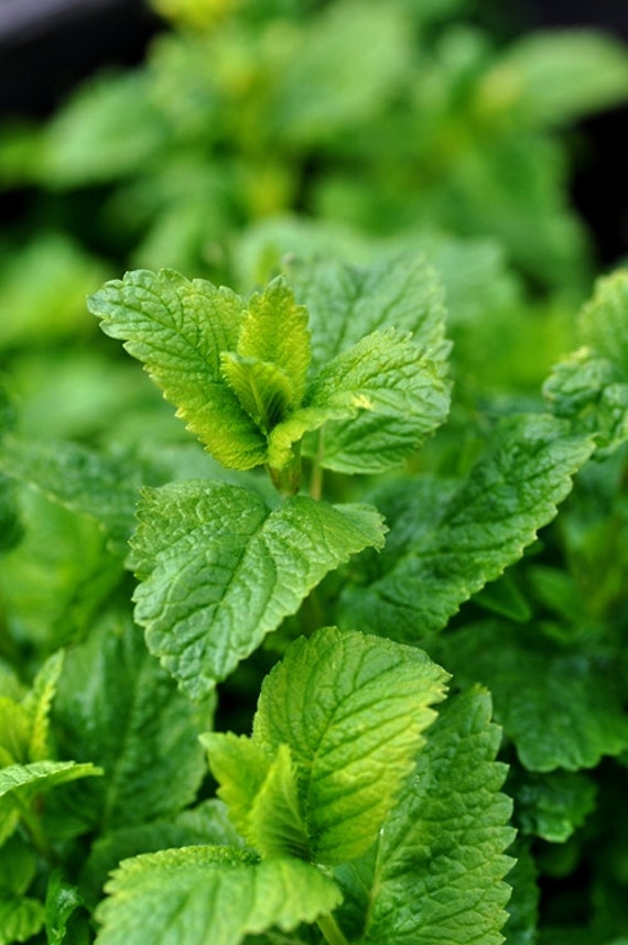 50 lemon balm seeds peppermint spearmint kitchen mint by stseed