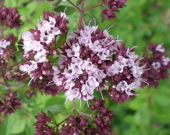 MArjoram organic herb seeds 0.80gr 700 - 800 seeds