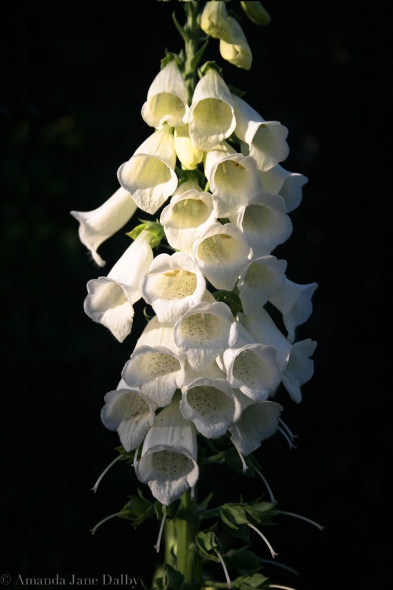 Items similar to White Floral Foxglove Photography, Monochromatic Art Photogrpahy, Wall Art