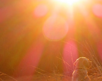 phaedrus zen and the art of motorcycle