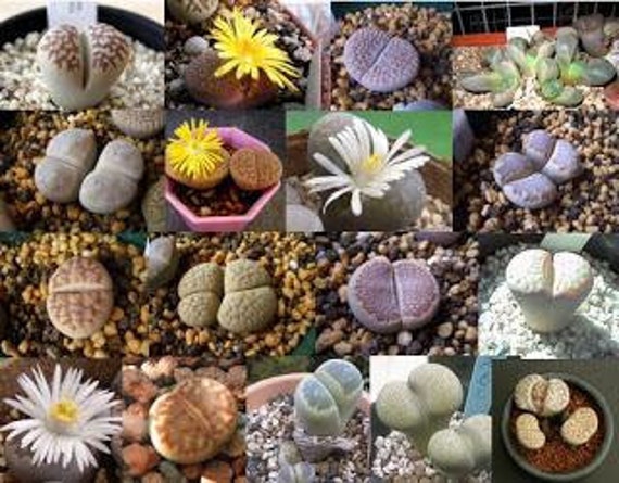 Seeds Lithops species mix (Stone plants)