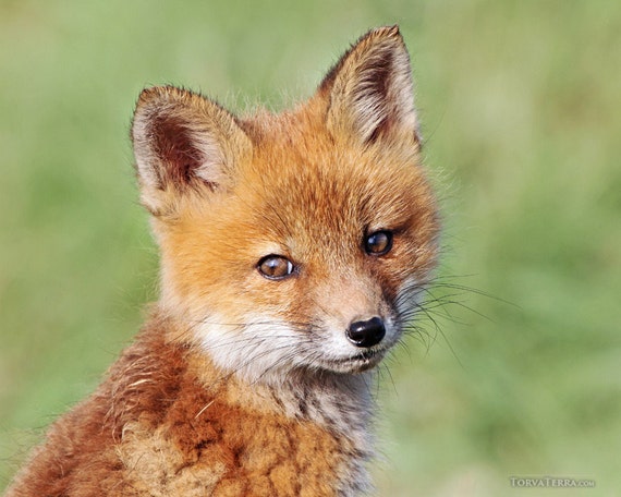 Red Fox Kit Portrait Cute Young Baby Animal Up Close Paper