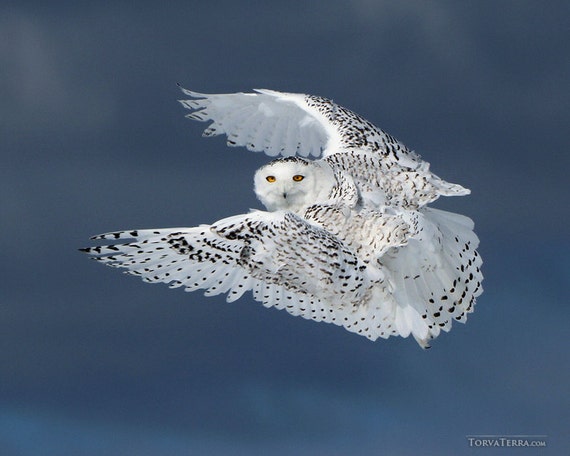 Snowy Owl in Flight Stormy Blue Sky Bird Flying Open Wings