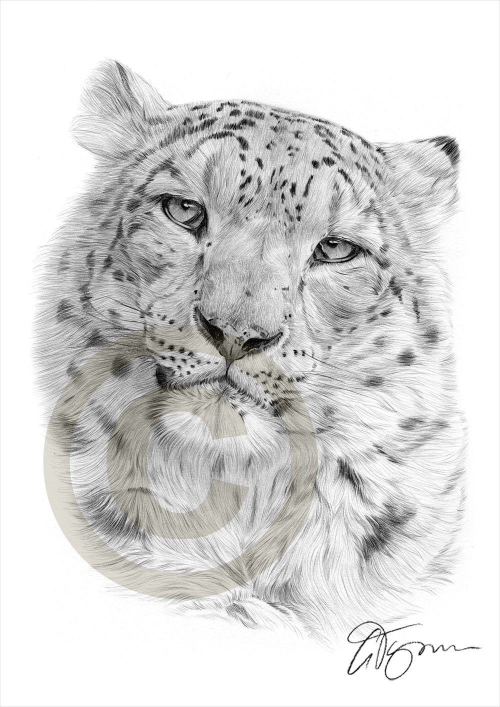 Snow Leopard pencil drawing print A4 size artwork signed