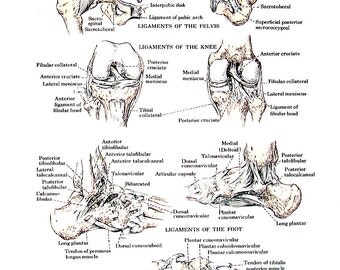 Human Articular Ligaments - Anatomy Medical Chart - 1974 Vintage Book Page - 7 x 10