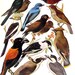 Red Backed Shrike, Magpie Shrike, Puffback, Wood Swallow, Palm Chat, Bohemian Waxwing - Bird Print - 1973 Encyclopedia Book Plate