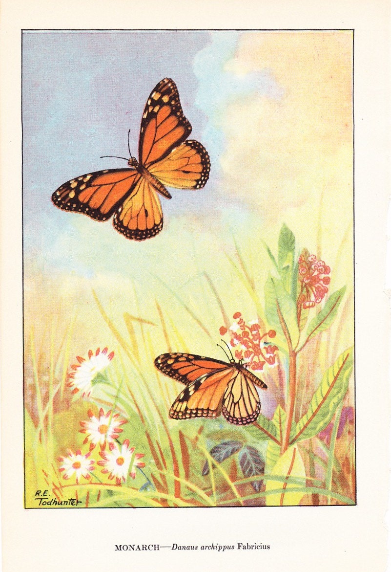 1926 Butterfly Print Monarch Butterfly Vintage Antique