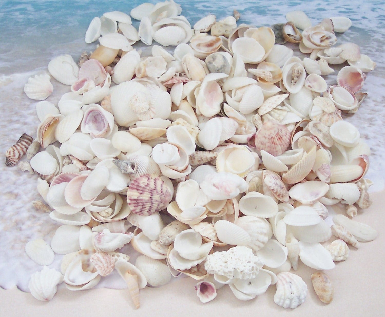 seashells wholesale