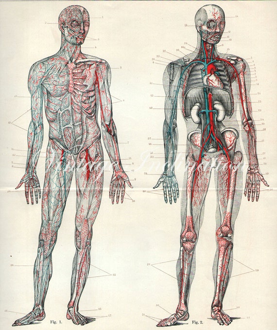 1894 Human Anatomy Print blood skeleton bones