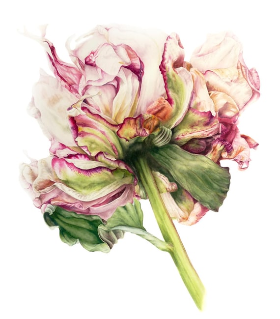 Peony fine art archival botanical print 11 x 8 inches