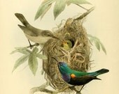 Vintage bird art print Antique prints Wall art Modern vintage decor Birds art prints Vintage art Nature art print 8 x10 prints Victorian art Vintage bird art print Antique prints Wall art Modern vintage decor Birds art prints Vintage art Nature art print 8 x10 prints Victorian art