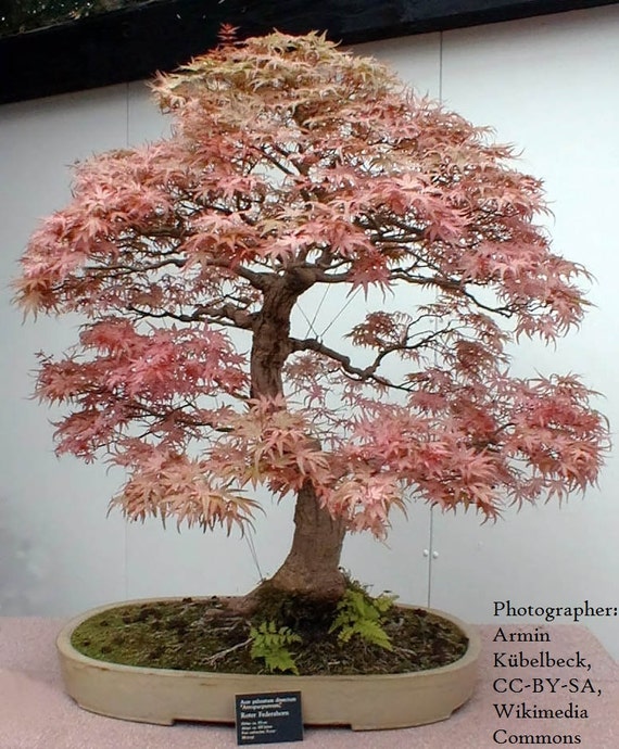 bonsai japanese maple seeds