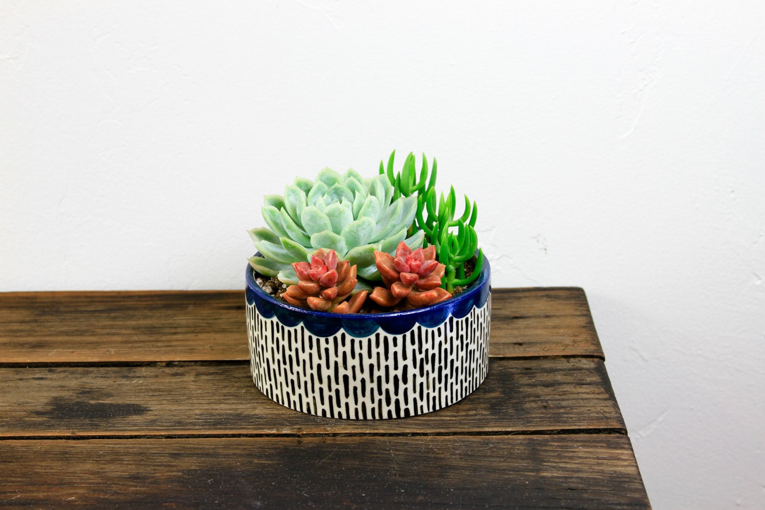 Succulent Planter Navy Blue Scallop Echeveria by PLANTMADRE