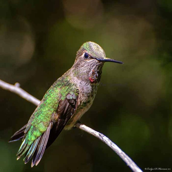 items similar to hummingbird hummingbird sitting pretty items similar to hummingbird hummingbird sitting pretty