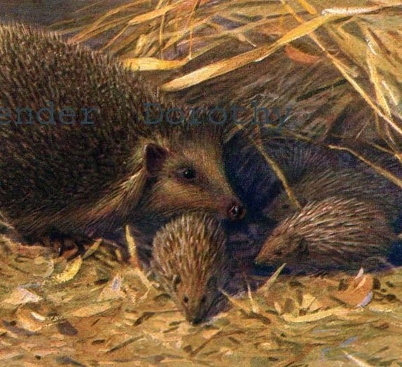 Hedgehog Family Natural History Lithograph Illustration