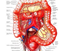 Popular items for large intestines on Etsy