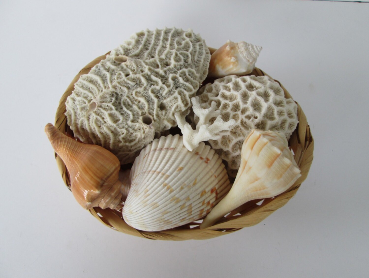 Natural Sea Coral & Shells by goodvintage on Etsy