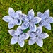 The Little Prince Recycled Book Paper Flowers {5 Medium Size}