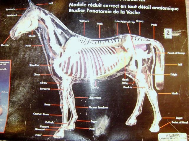 Supply Visible Horse Plastic Model Kit To Be Assembled