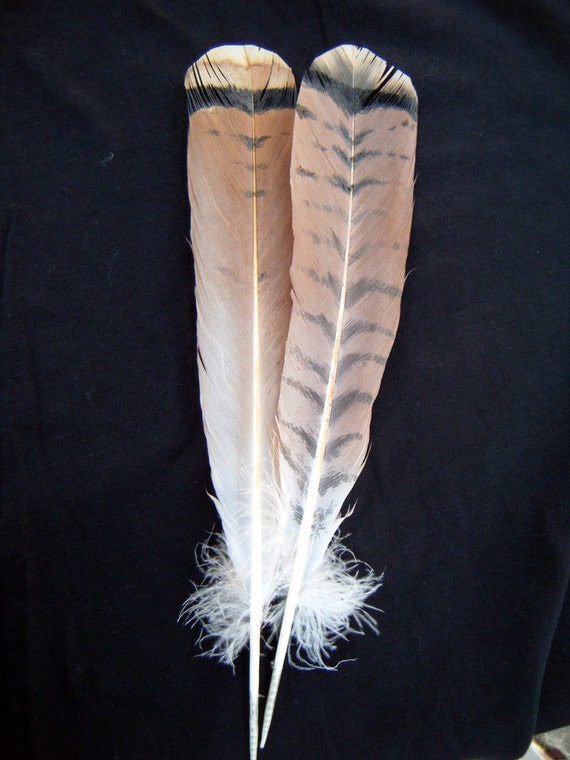 Discounted Imitation Red Tail Hawk feathers made with Turkey