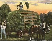 Antique Postcard "Pitching Hay" Horse drawn Hay Wagon Farmers Sunset