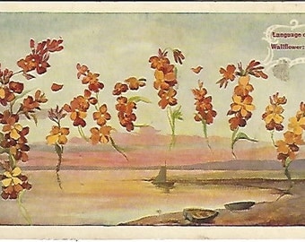 Fidelity Wallflower Flowers Language of Flowers Vintage Postcard over 100 Years Old! 1909