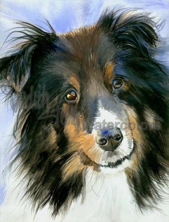 Download Shetland Sheepdog Sheltie AKC Herding Pet Portrait Dog Art