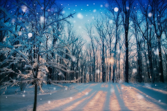 Items similar to Forest in snow, winter photograph, falling snow ...